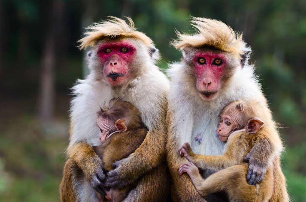 грижовни маймуни онлайн пъзел