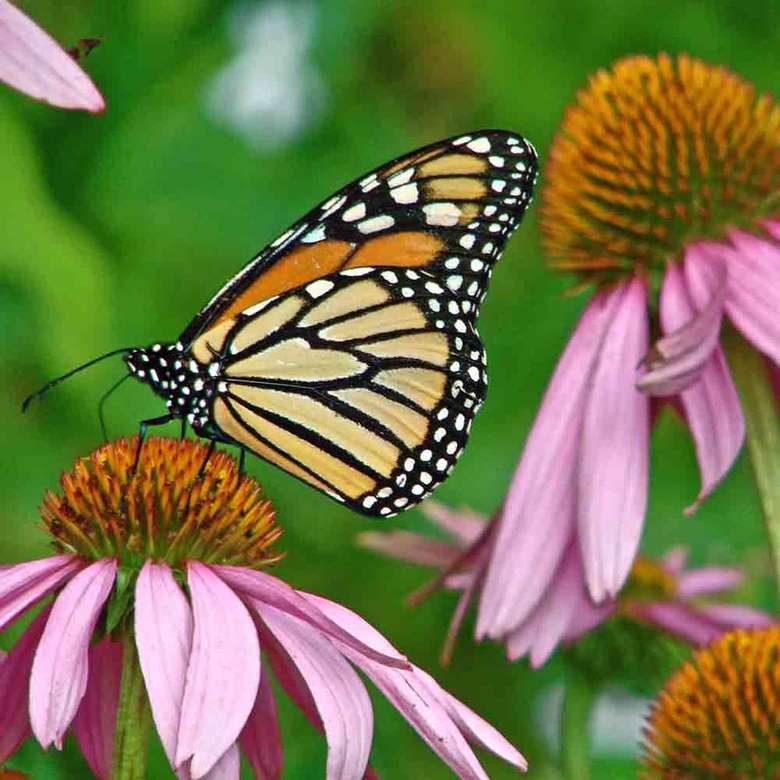 színes pillangó kirakós online