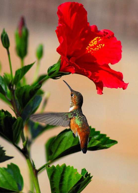 flor roja con un colibrí rompecabezas en línea