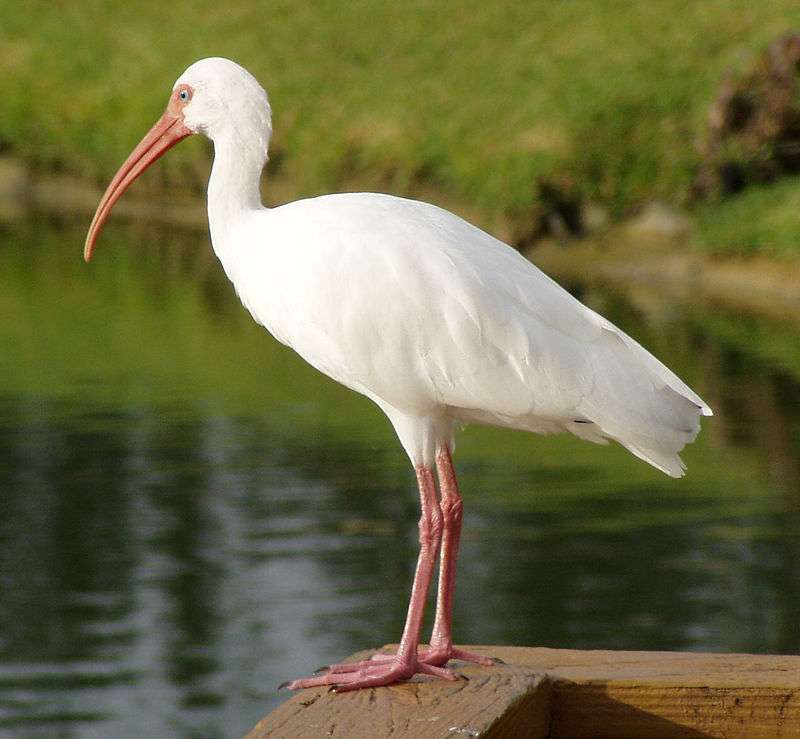 Bílý ibis online puzzle
