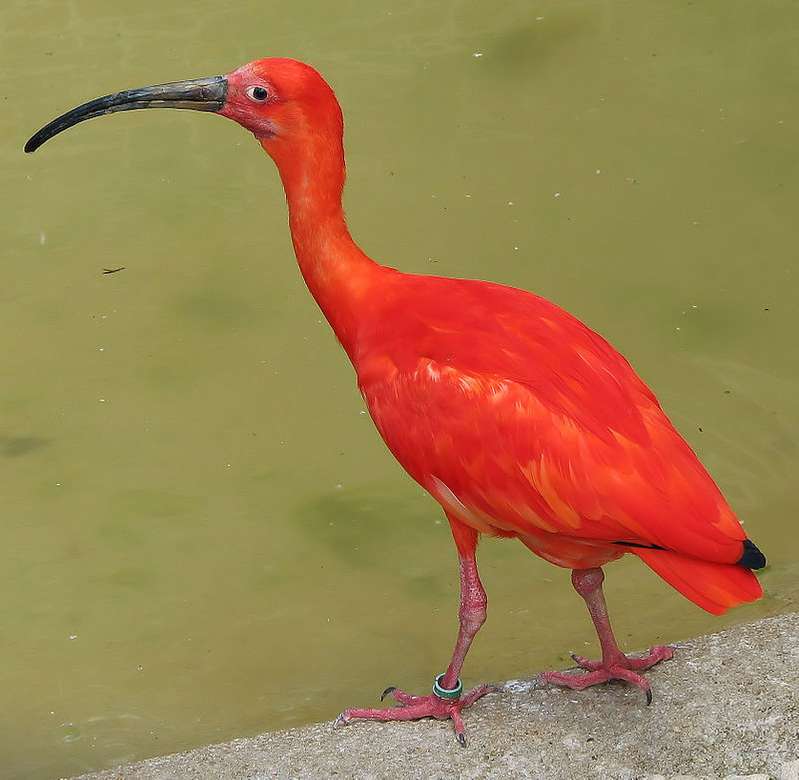 Scarlet ibis puzzle online