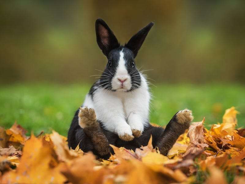 Il mio animale domestico è un coniglio puzzle online