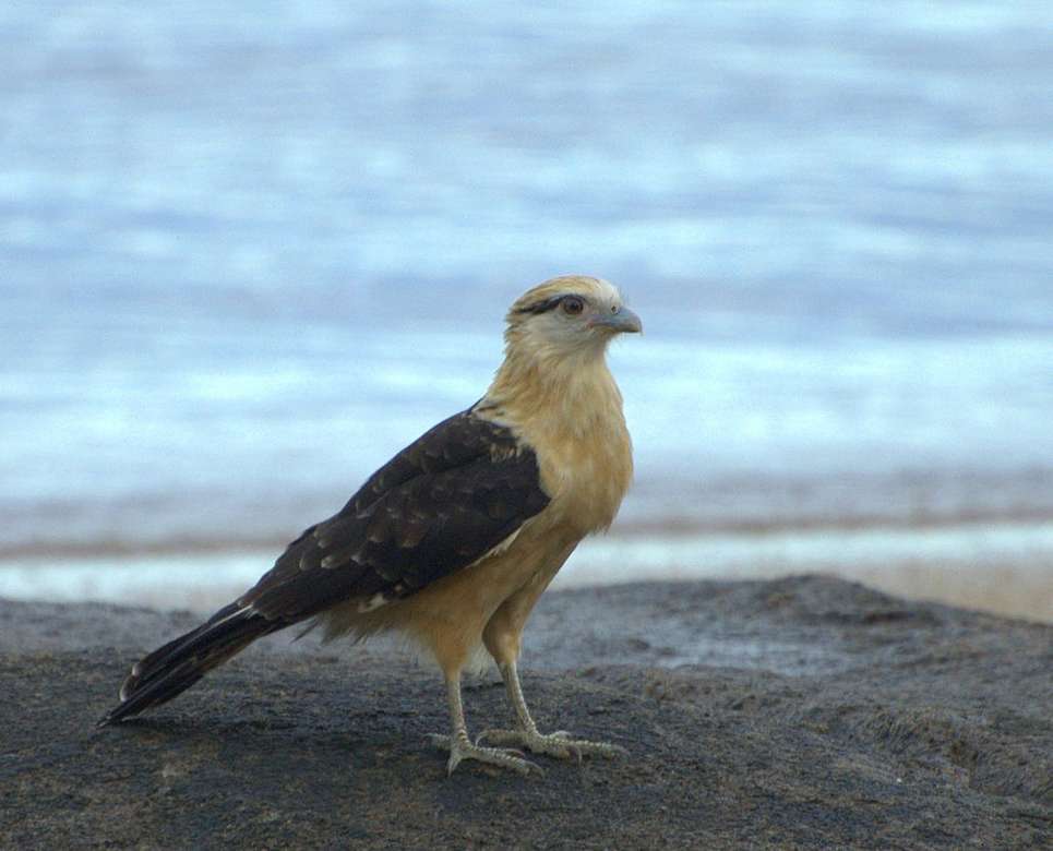 Bright-headed caracara online puzzle