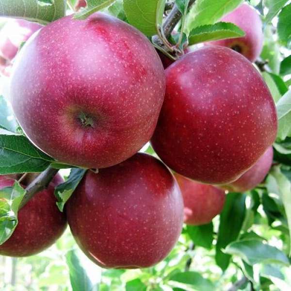 ябълковото дърво онлайн пъзел