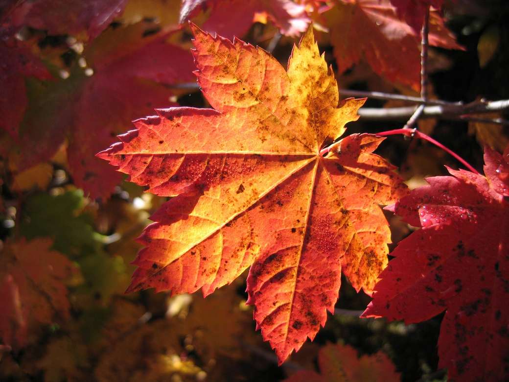 Есенно листо онлайн пъзел