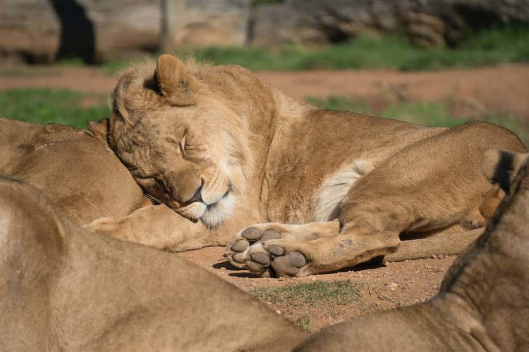 lion lies on another lion jigsaw puzzle online