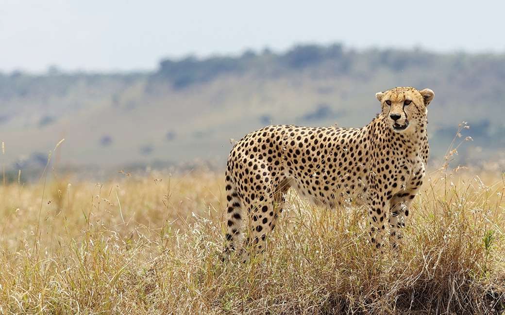 Cheetah i afrika pussel på nätet