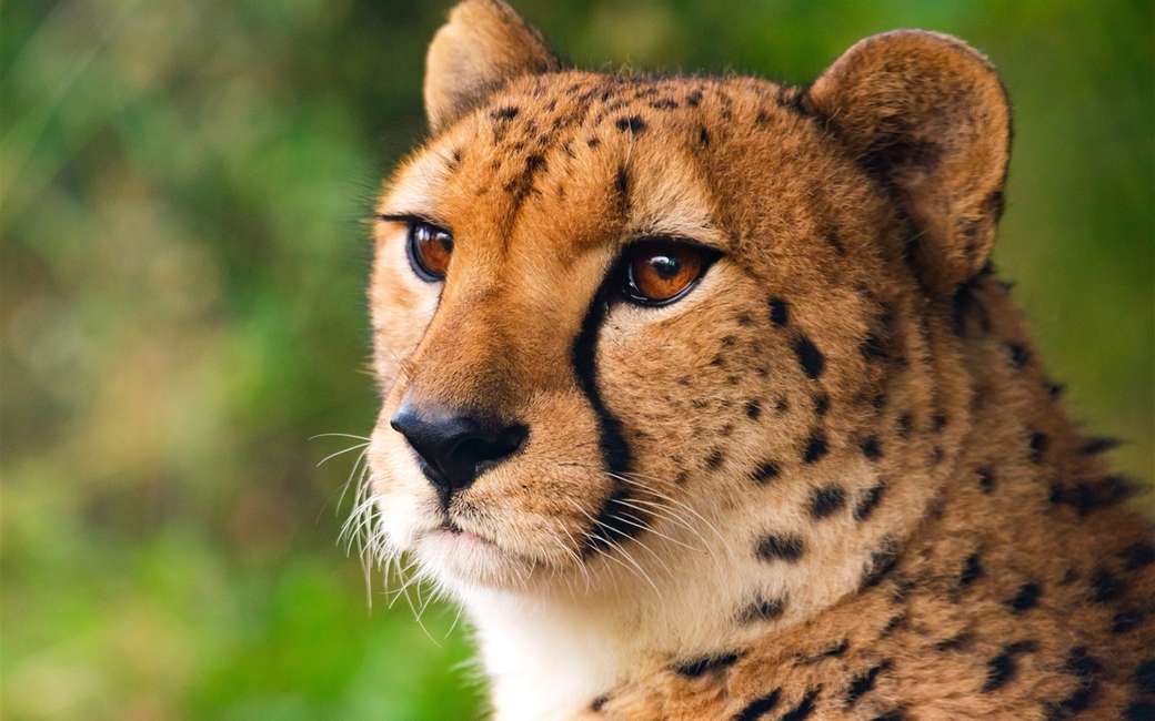 Krásný gepard online puzzle