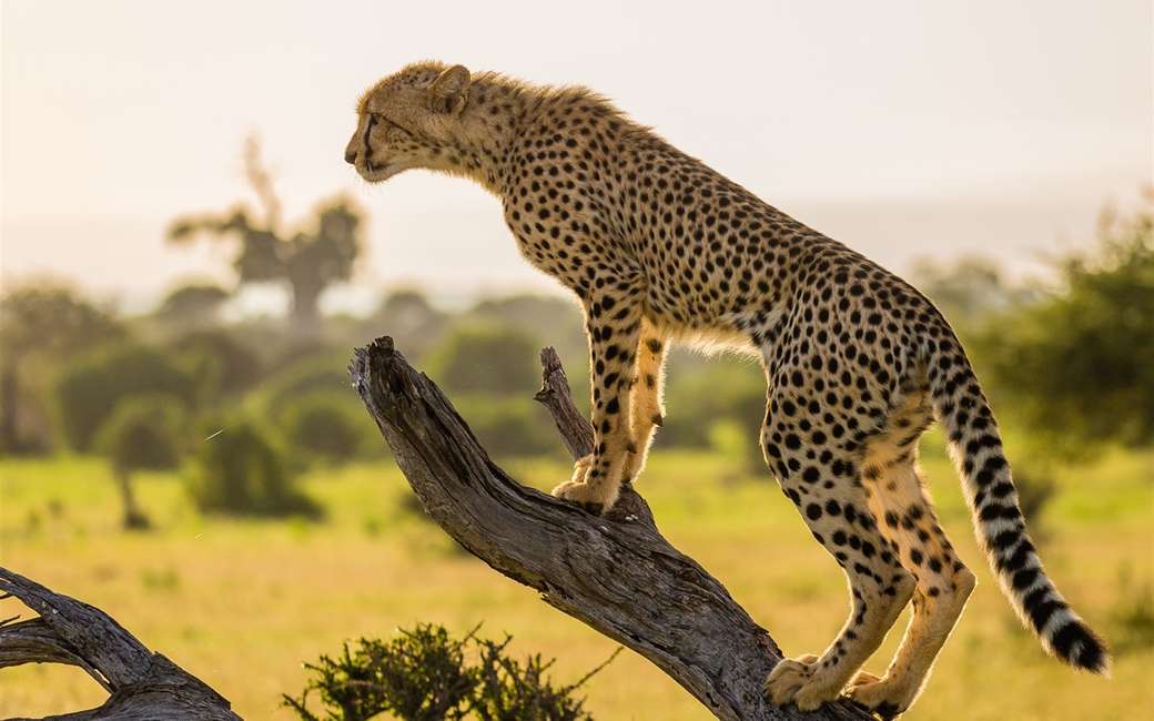 Cheetah tittar på pussel på nätet