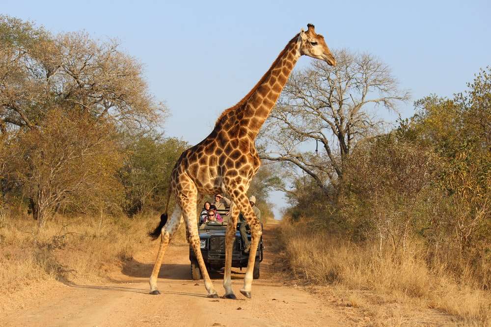 Giraff promenader pussel på nätet