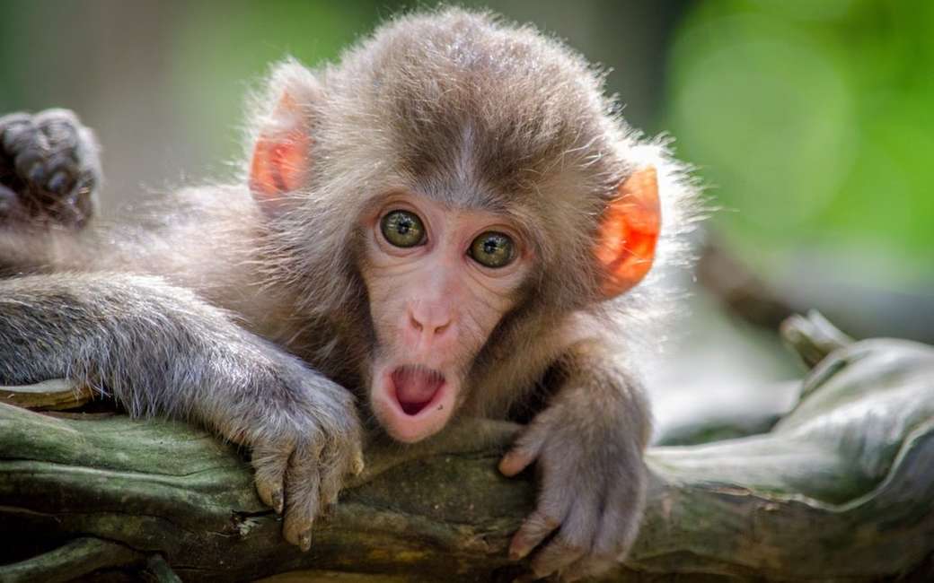 macaco surpreso puzzle online