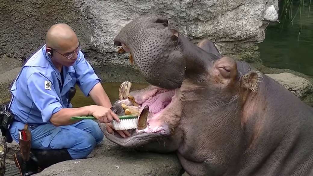 cepillando los dientes de un hipopótamo rompecabezas en línea