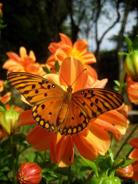 motýl na květině skládačky online