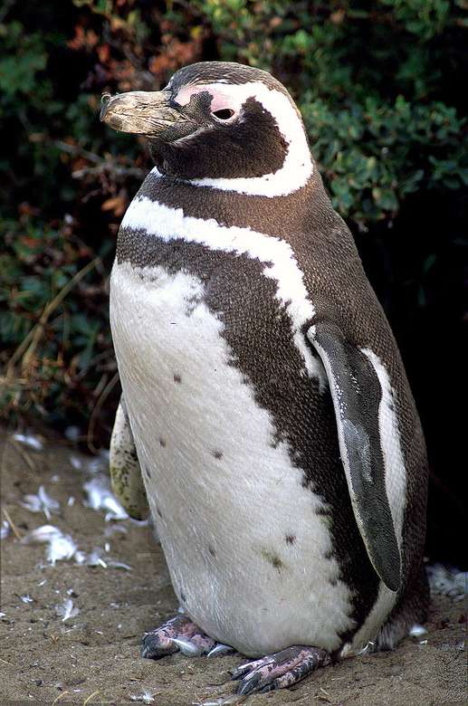 Magellansk pingvin pussel på nätet