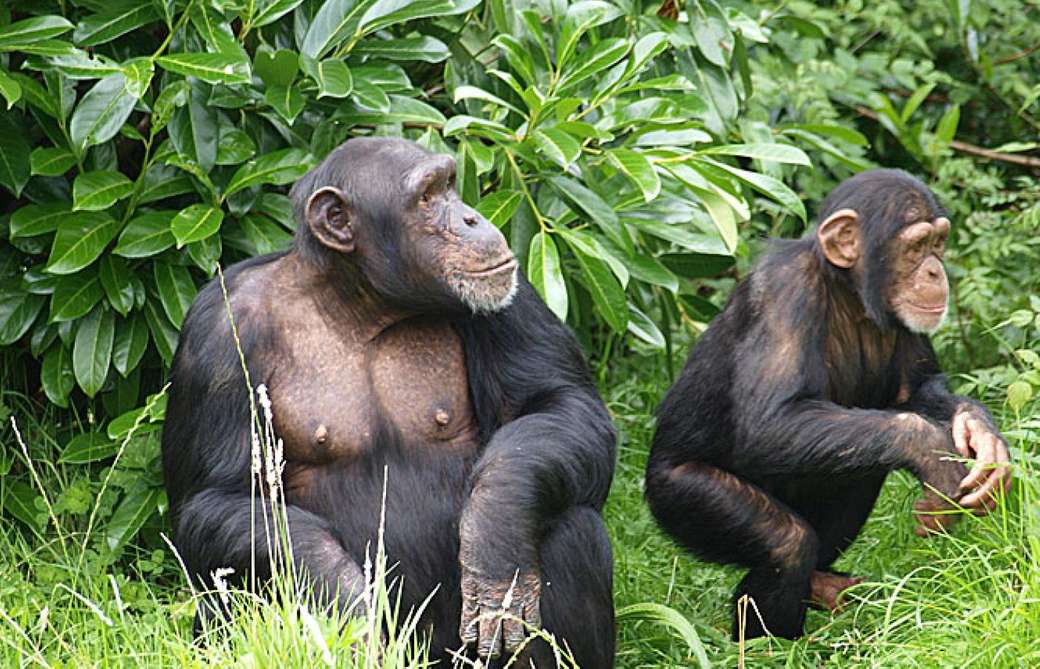 maimuțe în tufișuri puzzle online