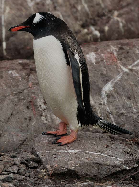 Gentoo πιγκουίνος online παζλ