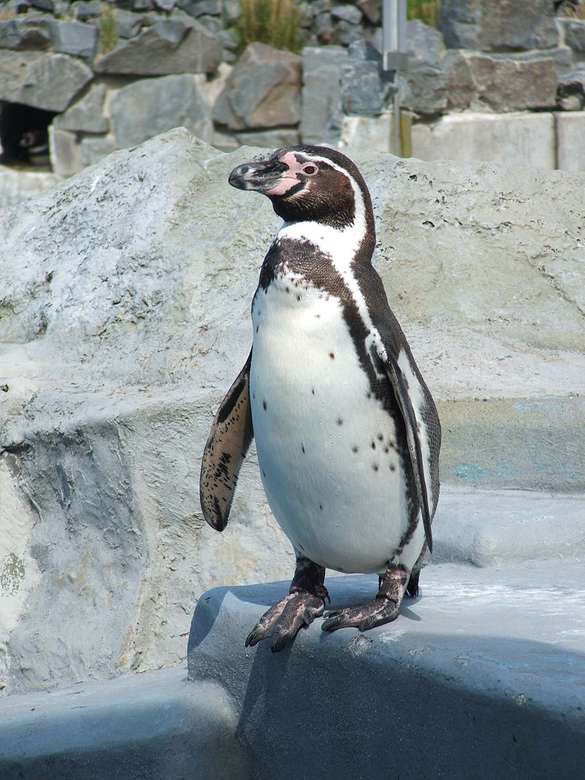 Pinguino peruviano puzzle online