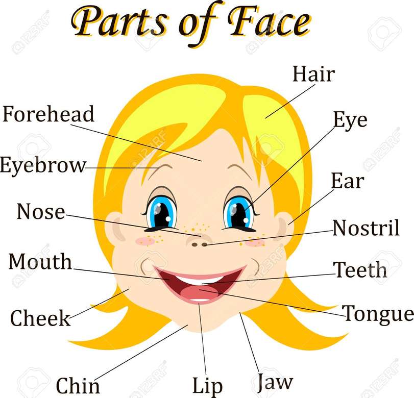 parts of the face online puzzle