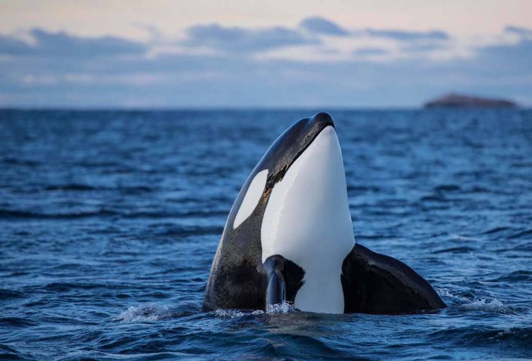 Zabijácká velryba skládačky online