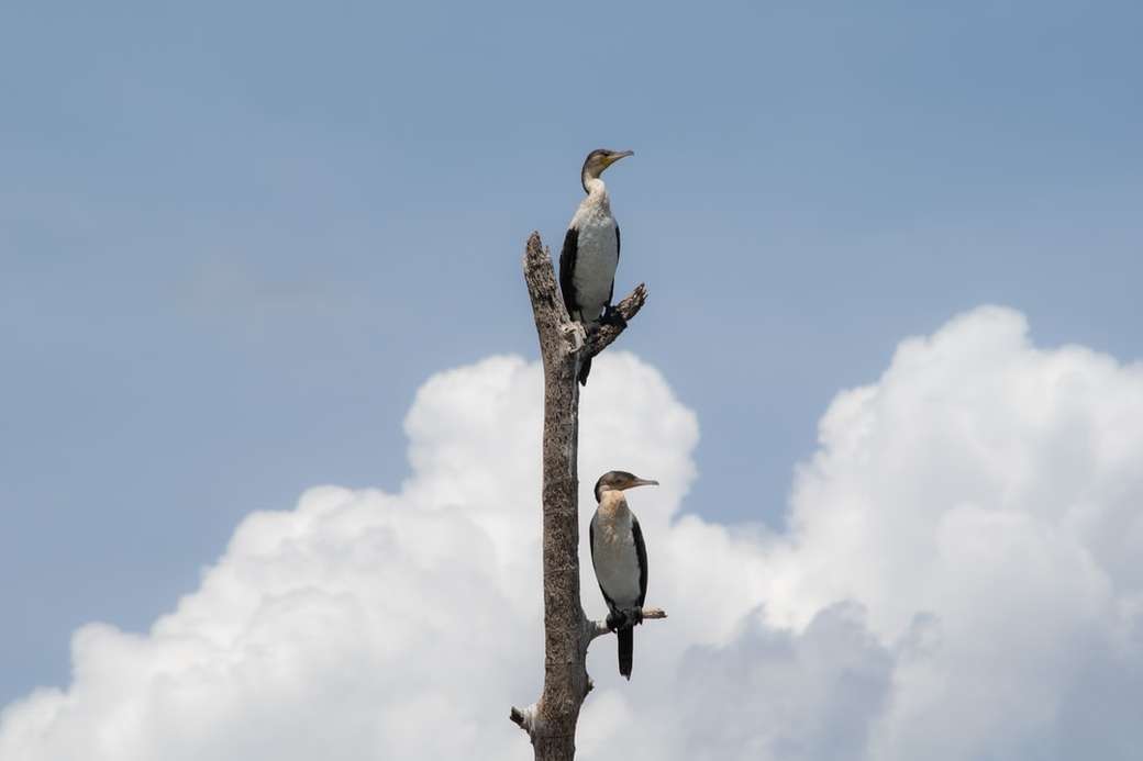 dva ptáci sedící na stromě skládačky online