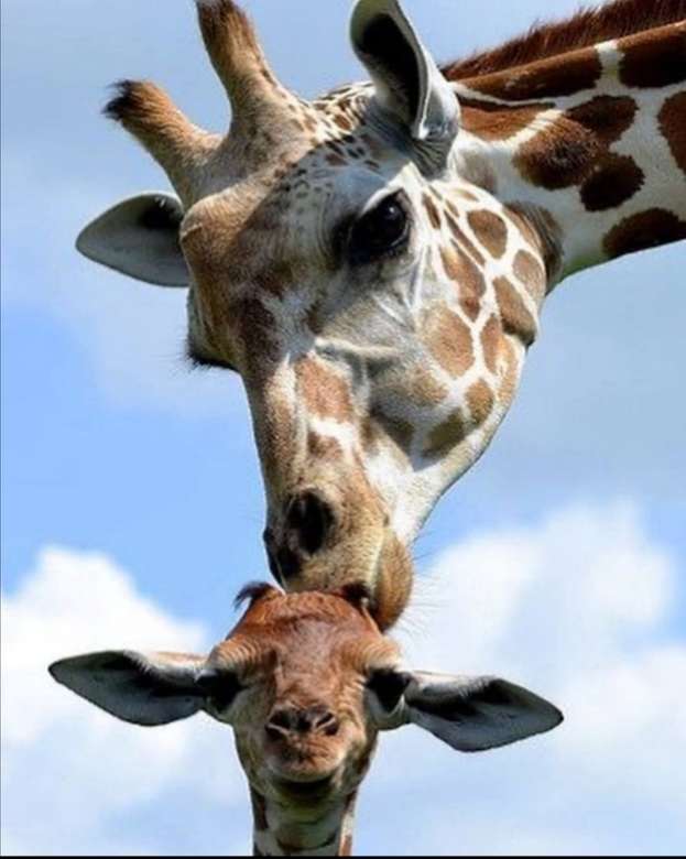 жираф пазл онлайн-пазл