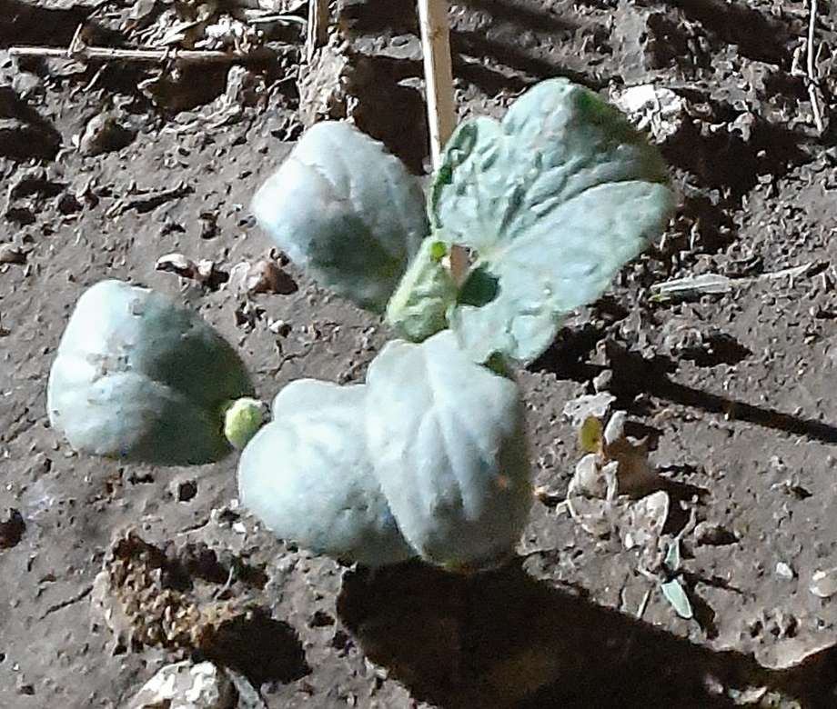 Краставица, моето щастливо малко растение онлайн пъзел