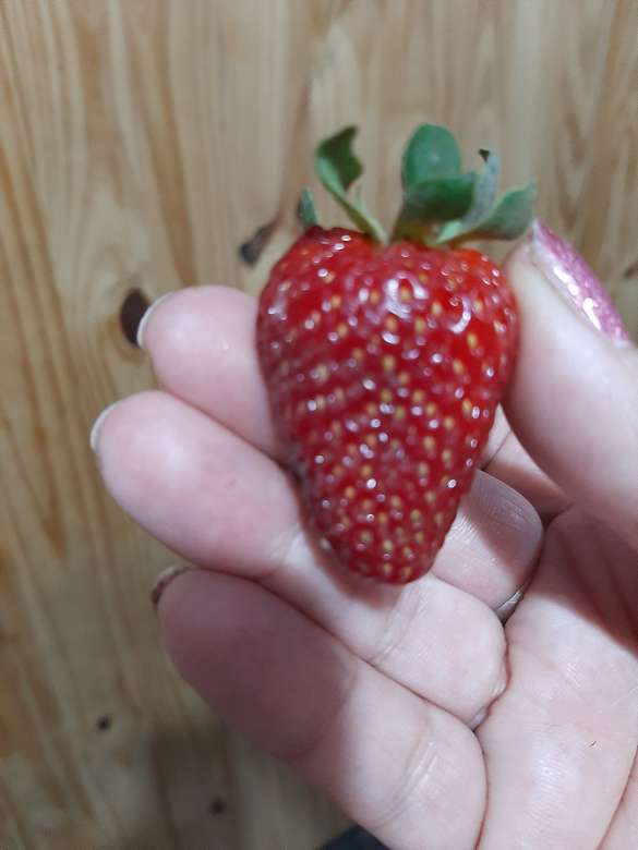 Моята красива ягода онлайн пъзел