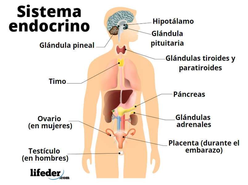 Sistemul endocrin jigsaw puzzle online