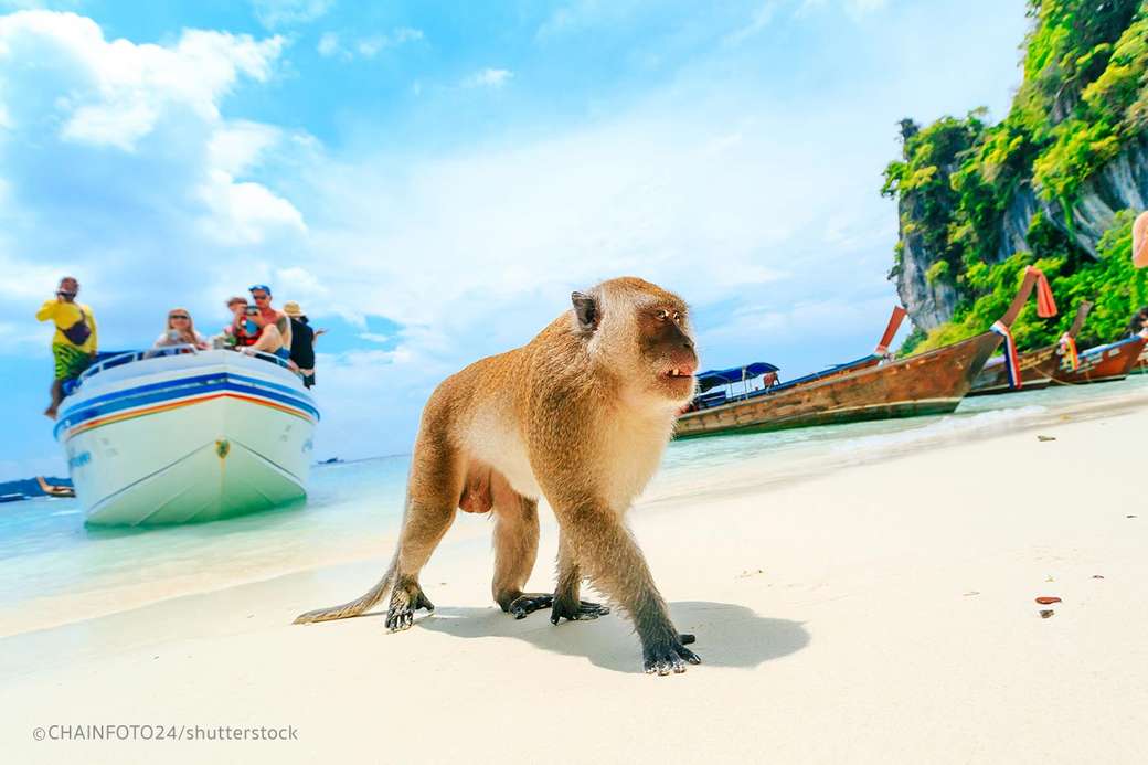 scimmia sull'isola di phi phi puzzle online