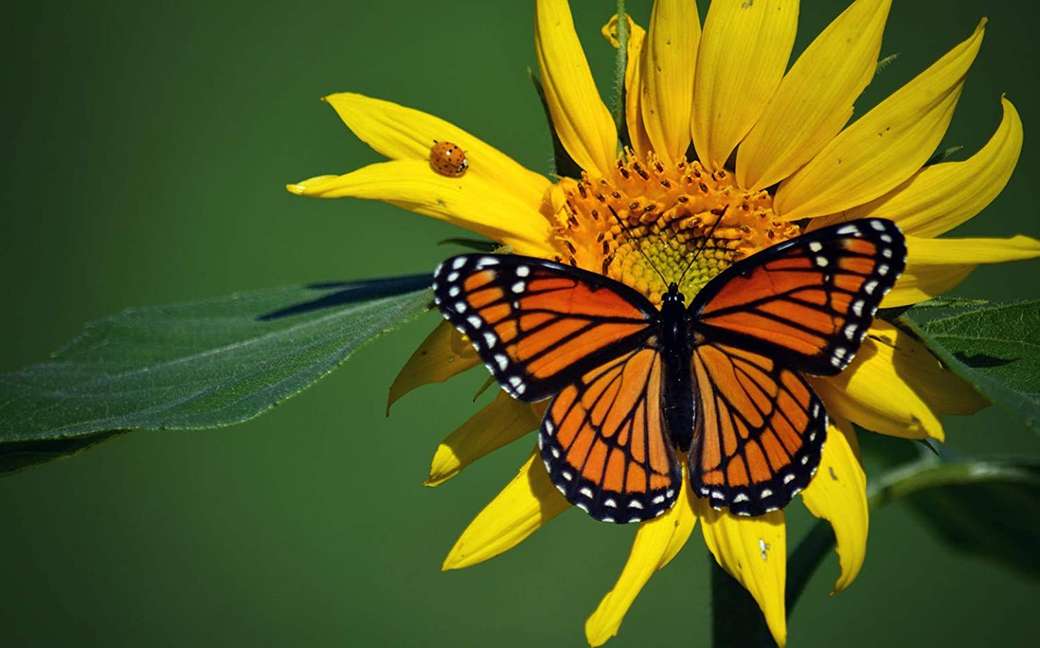 метелик на квітці онлайн пазл