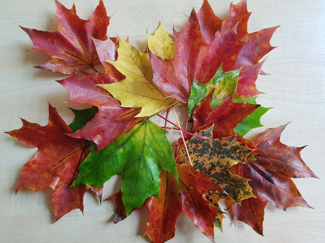 Φθινοπωρινά φύλλα σφενδάμου online παζλ