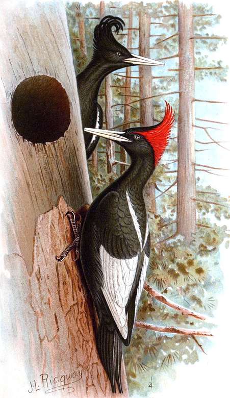 Imperial woodpecker online puzzle