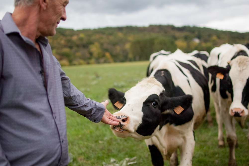 αγρότης με αγελάδες online παζλ
