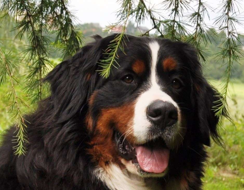 Σκύλος ορεινού Bernese παζλ online