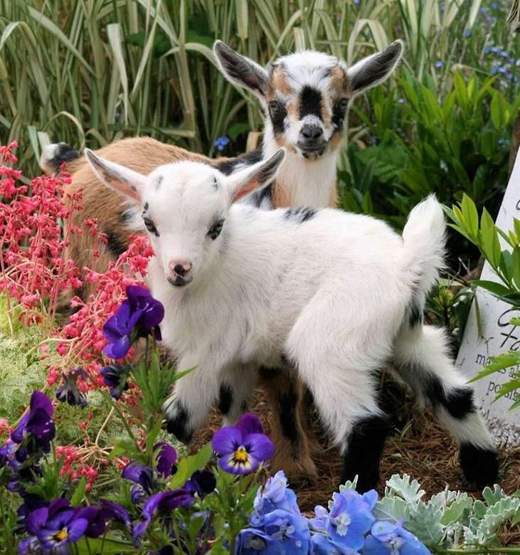 Two little goats jigsaw puzzle online