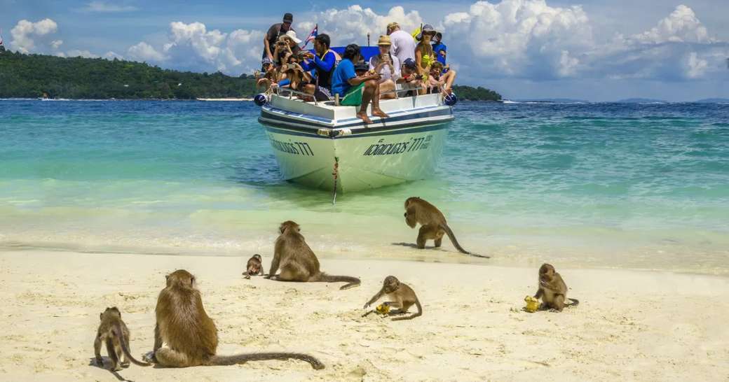 остров обезьян онлайн-пазл