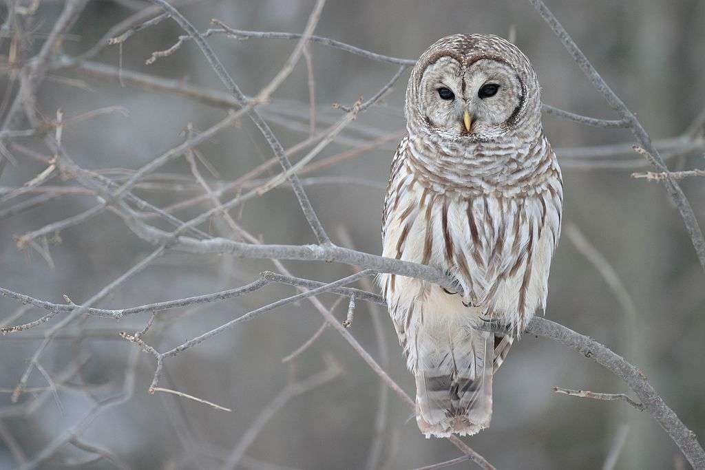 Barred Owl Online-Puzzle