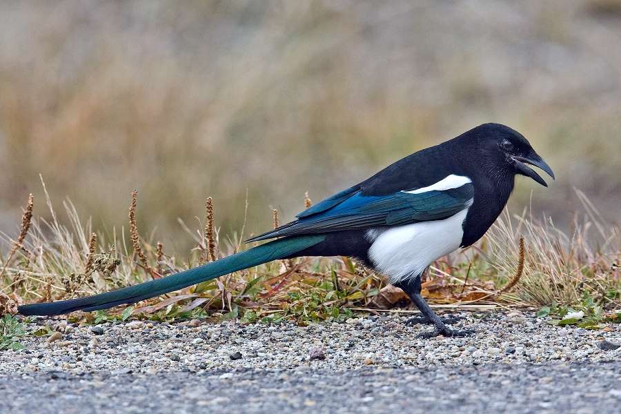 Black-billed magpie online puzzle