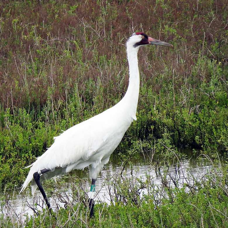 Whooping crane jigsaw puzzle online