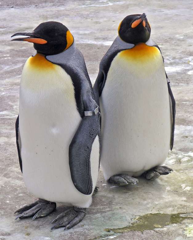 Pingüino real rompecabezas en línea