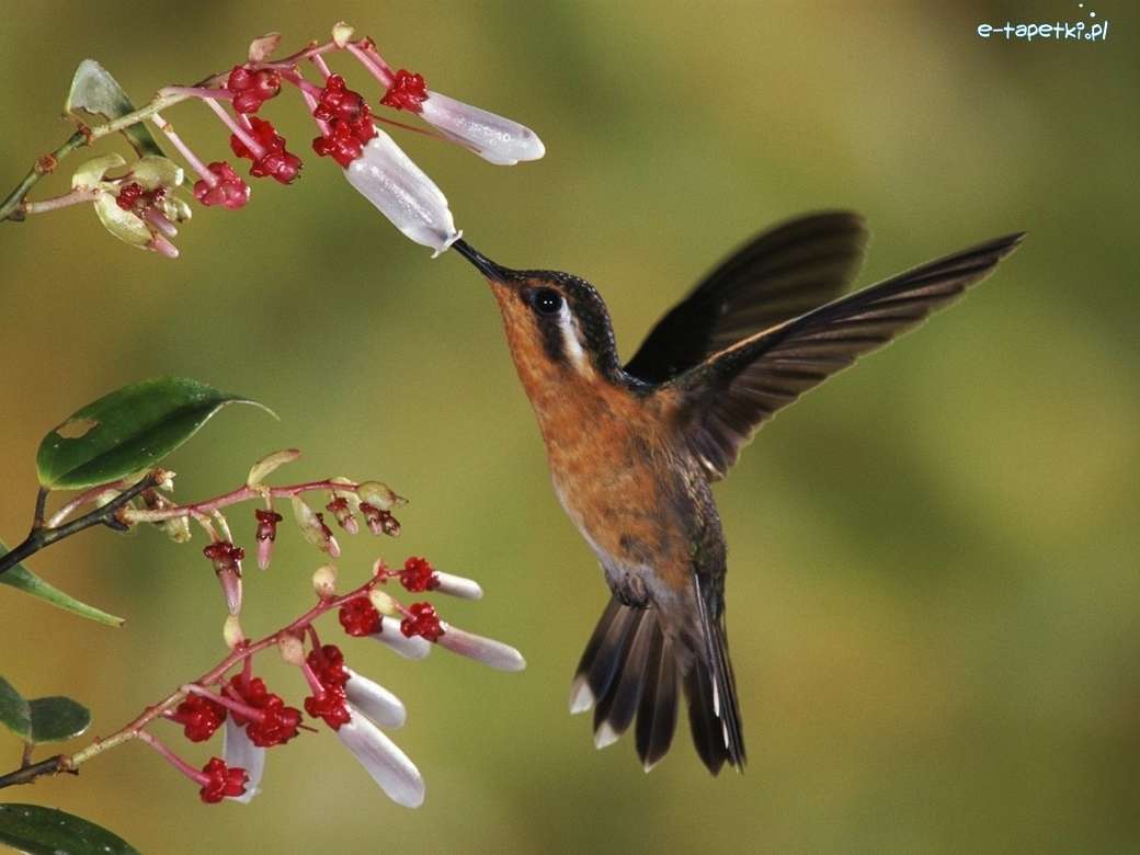 kolibřík.. skládačky online