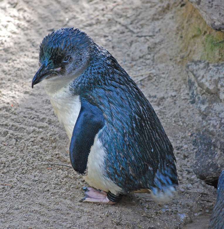 Kis pingvin online puzzle