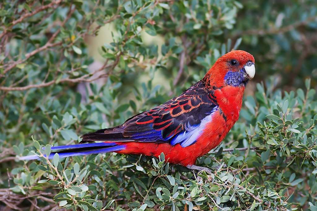 Royal rosella puzzle online