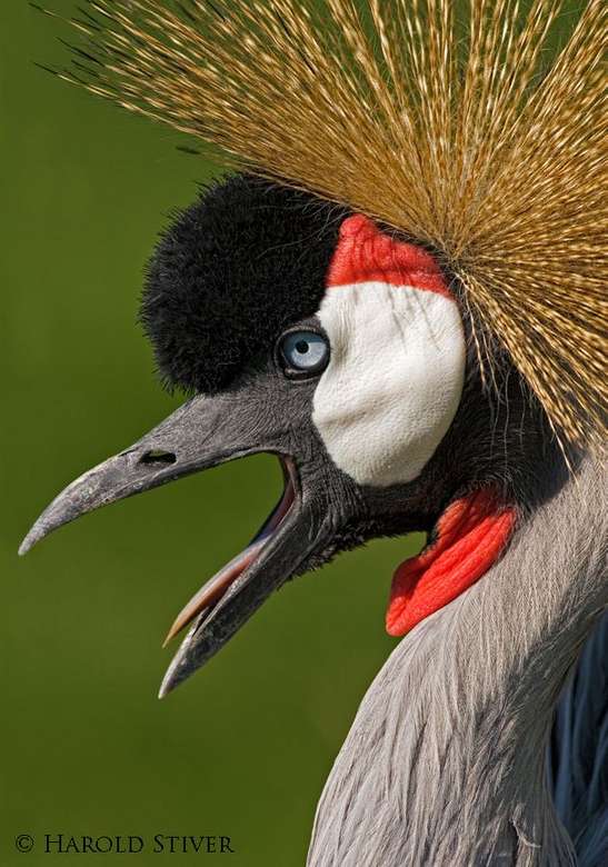 птица - Уганда пазл онлайн