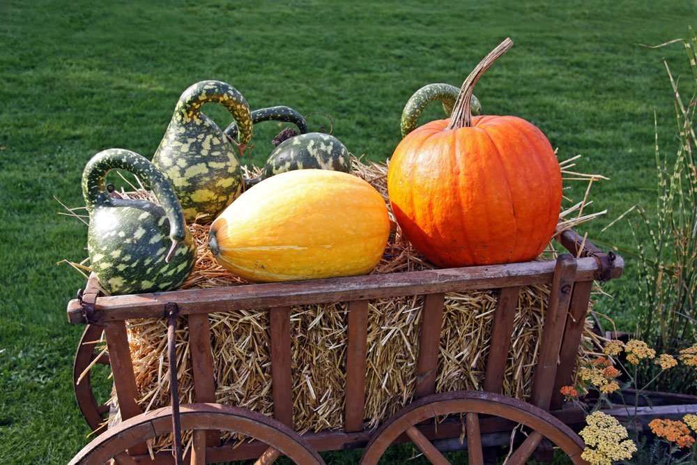 Есенна градинска декорация с тикви онлайн пъзел