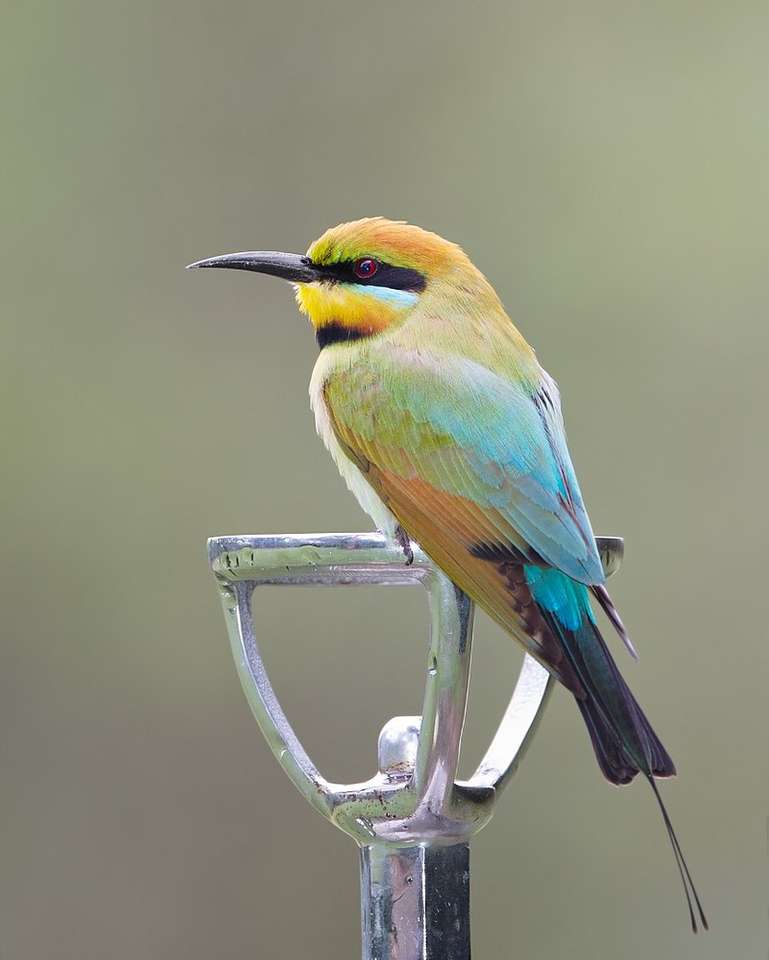 Rainbow bee-eater online puzzle