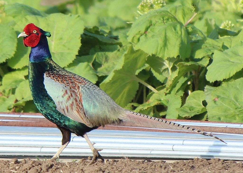 Pheasant spotted jigsaw puzzle online