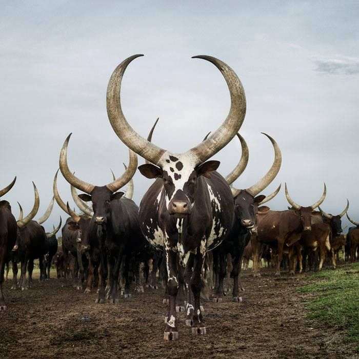 βοοειδή στην Ουγκάντα online παζλ