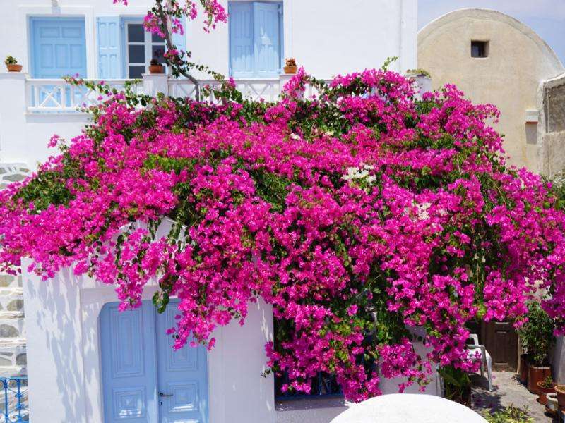 malaga- potted flowers jigsaw puzzle online