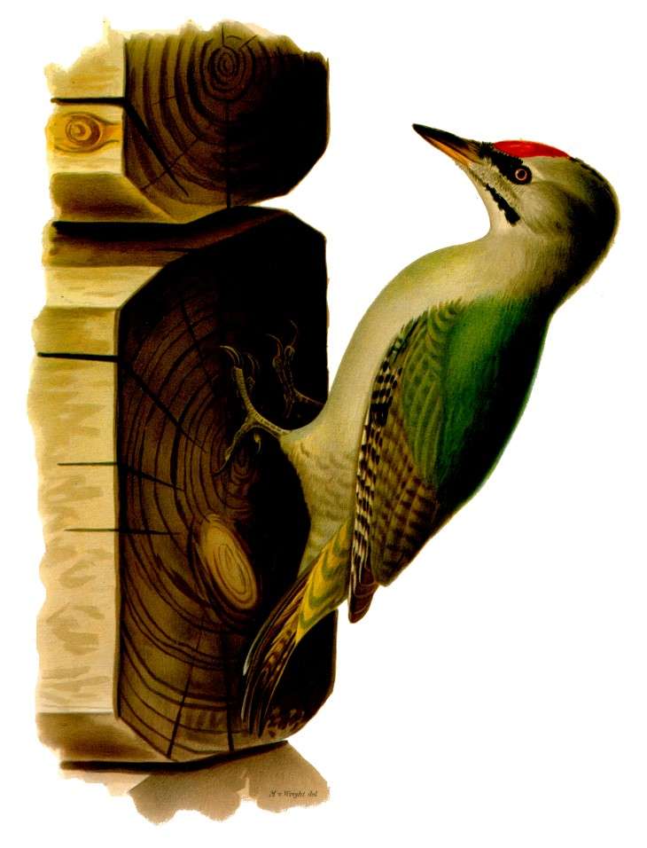Pájaro carpintero gris verdoso rompecabezas en línea